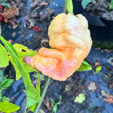 Reaper Sbagliato Purple Peach - Seeds - The Pepper Pantry (Formerly Marie Sharp's)